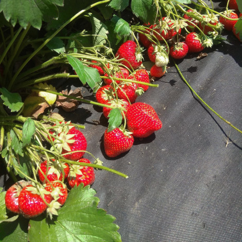 агроволокно 100 метрів