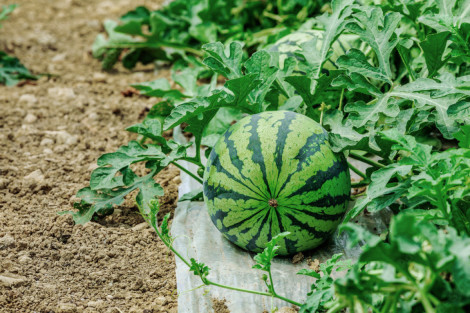 плівка для кавунів ціна