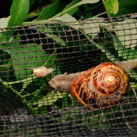 пластикова сітка для саду