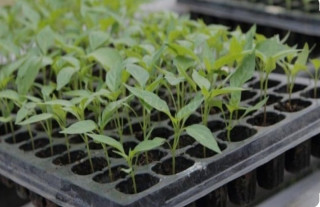 Пластикова касета для розсади Agreen 96 ячейок (600х400 мм)