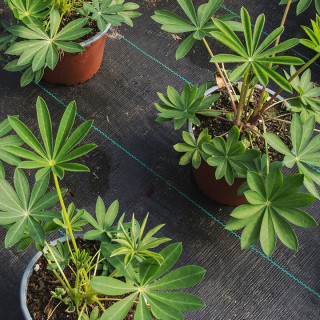 агротканина для мульчування